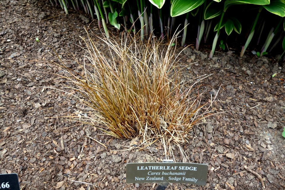 Carex buchananii - Longwood Gardens - DSC00818