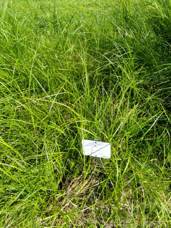 Carex disticha - Botanical Garden in Kaisaniemi, Helsinki - DSC03521
