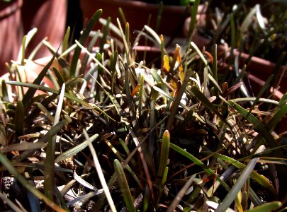 Carex berggrenii