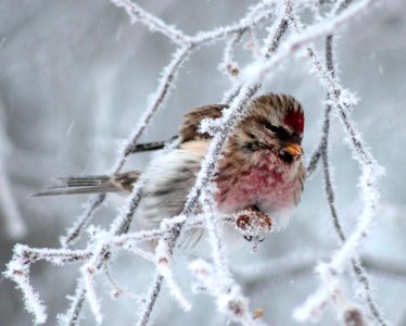 Carduelis flammea Oulu 20130106 03