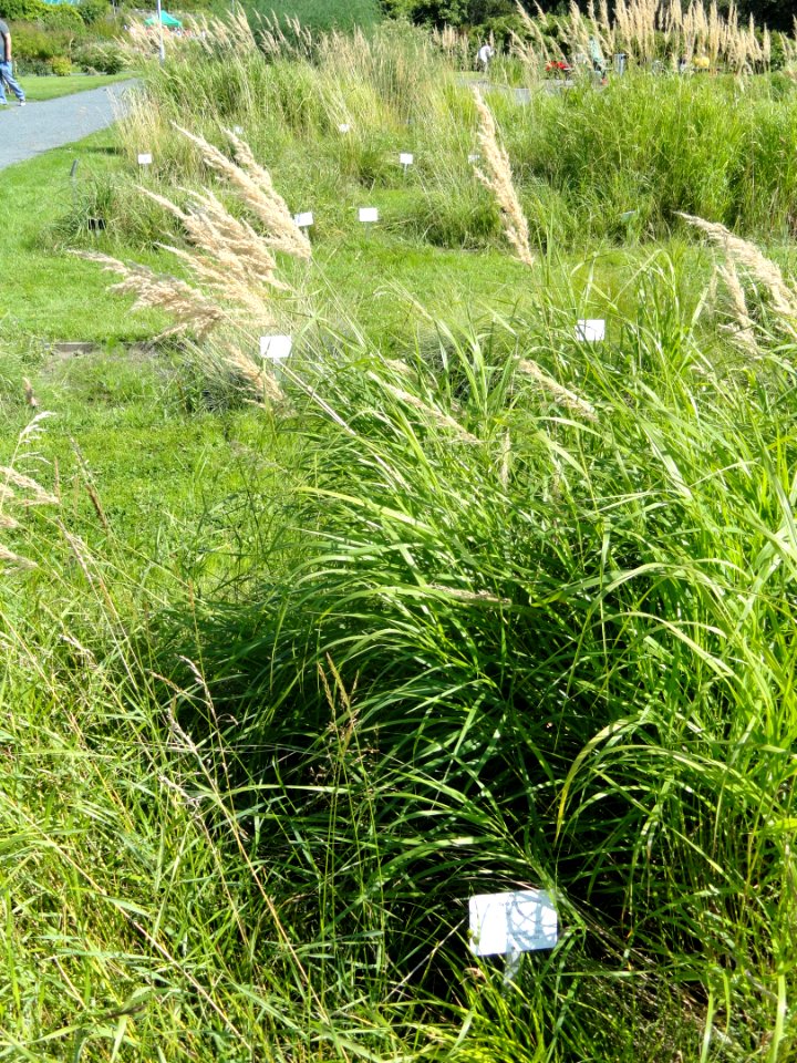 Carex flava - Botanical Garden in Kaisaniemi, Helsinki - DSC03530