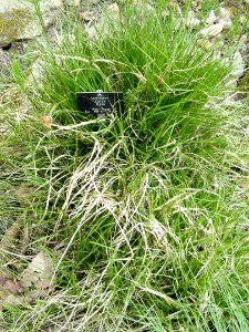 Carex flava - Botanischer Garten Freiburg - DSC06454