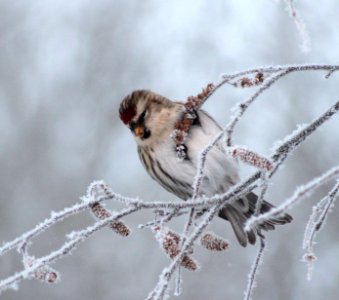 Carduelis flammea Oulu 20130106 02