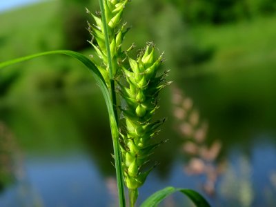 Carex atherodes 42831619 photo