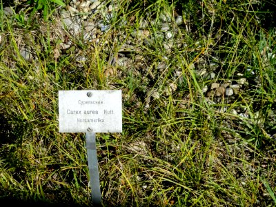 Carex aurea - Botanical Garden, University of Frankfurt - DSC02519