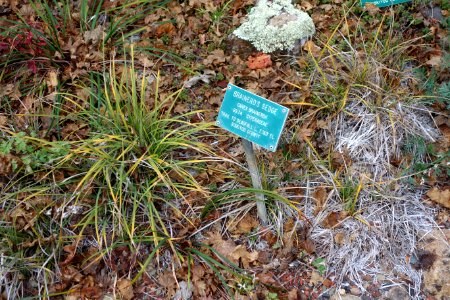 Carex brainerdii - Regional Parks Botanic Garden, Berkeley, CA - DSC04525
