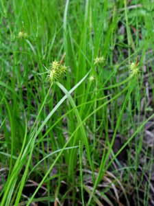 Carex flava Simo, Finland 22.06.2013