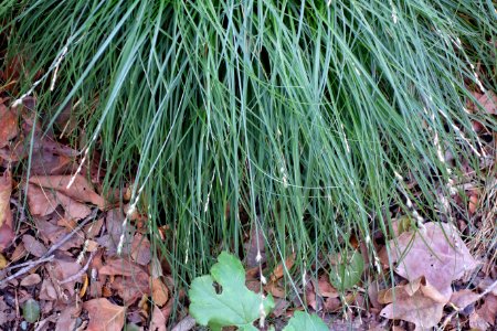 Carex divulsa - Leaning Pine Arboretum - DSC05830