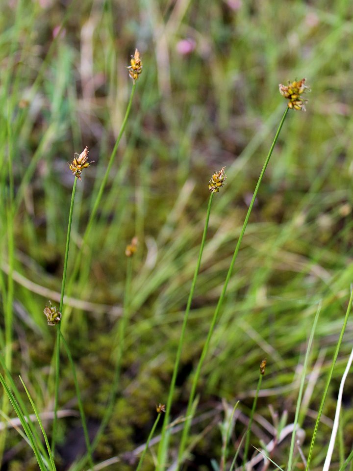 Carex chordorrhiza Oulu, Finland 12.06.2013
