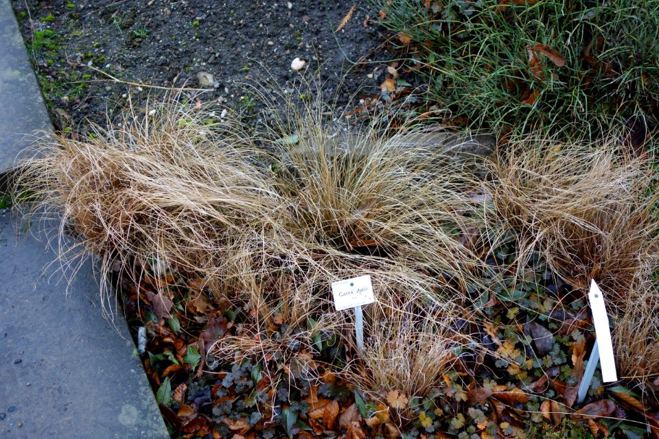 Carex dallii - Botanischer Garten, Dresden, Germany - DSC08392