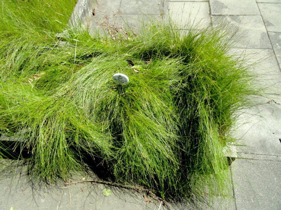 Carex diandra - Botanical Garden, University of Frankfurt - DSC02709