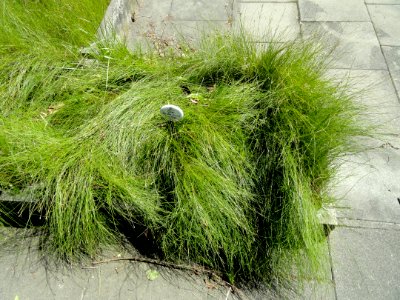 Carex diandra - Botanical Garden, University of Frankfurt - DSC02709