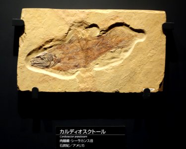 Cardiosuctor populosum - National Museum of Nature and Science, Tokyo - DSC07771