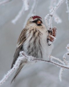 Carduelis flammea Oulu 20130106 04