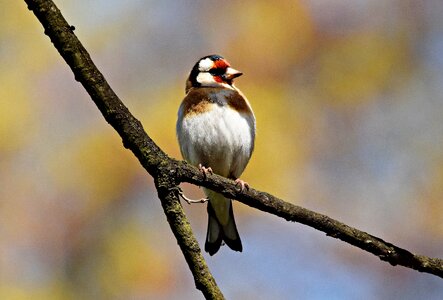 Spring nature sprig