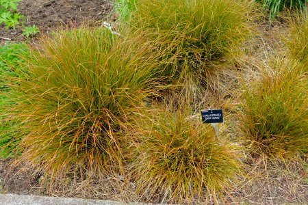 Carex dipsacea 'Dark Horse' - Hillier Gardens - Romsey, Hampshire, England - DSC04571