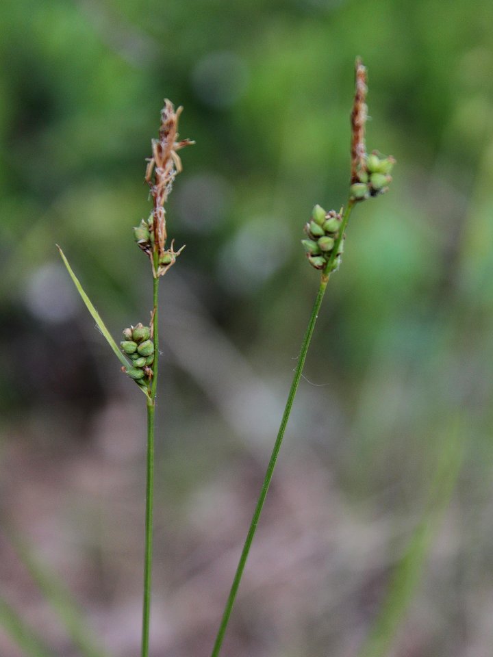 Carex globularis Oulu, Finland 12.06.2013