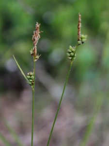 Carex globularis Oulu, Finland 12.06.2013