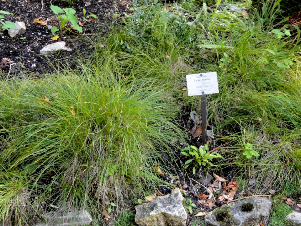 Carex humilis - Botanical Garden, University of Frankfurt - DSC02669