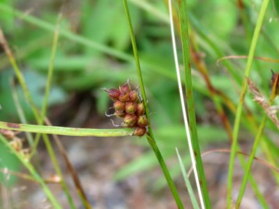 Carex houghtoniana 10016308