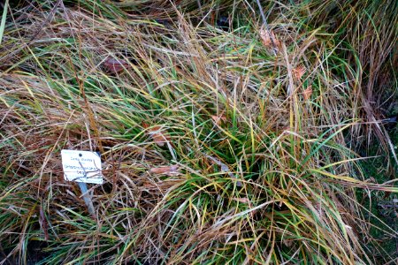 Carex divulsa - Botanischer Garten, Dresden, Germany - DSC08759