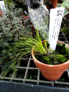 Carex flagellifera 'Toffee Twist' - Lyman Plant House, Smith College - DSC04215