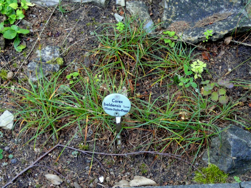 Carex baldensis - Botanical Garden, University of Frankfurt - DSC02557