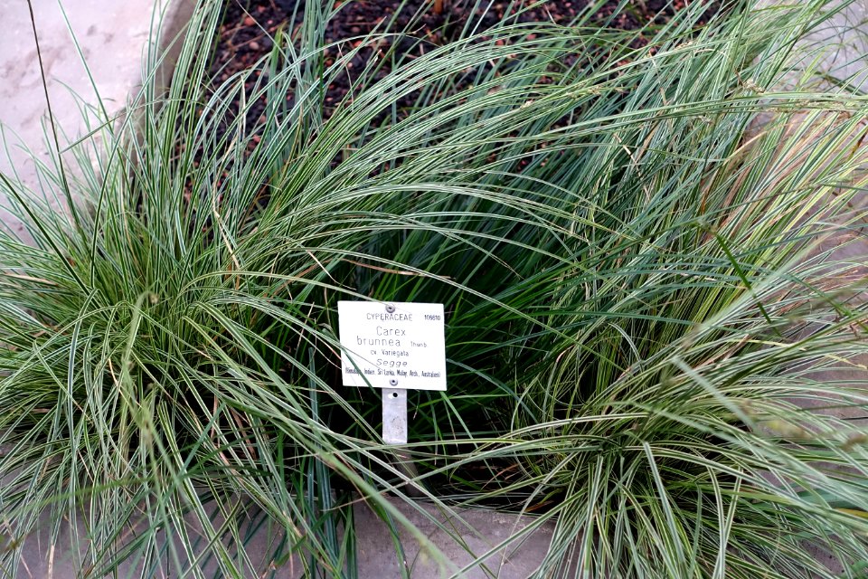 Carex brunnea cv. Variegata - Botanischer Garten - Heidelberg, Germany - DSC01257