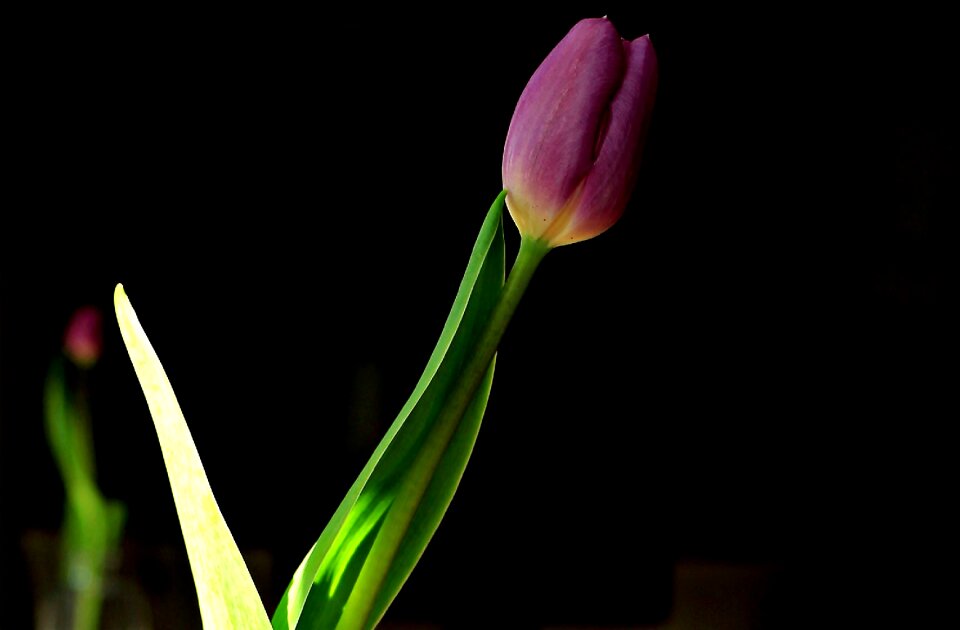 Blossom bloom spring