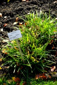 Carex flava - Botanischer Garten Braunschweig - Braunschweig, Germany - DSC04387