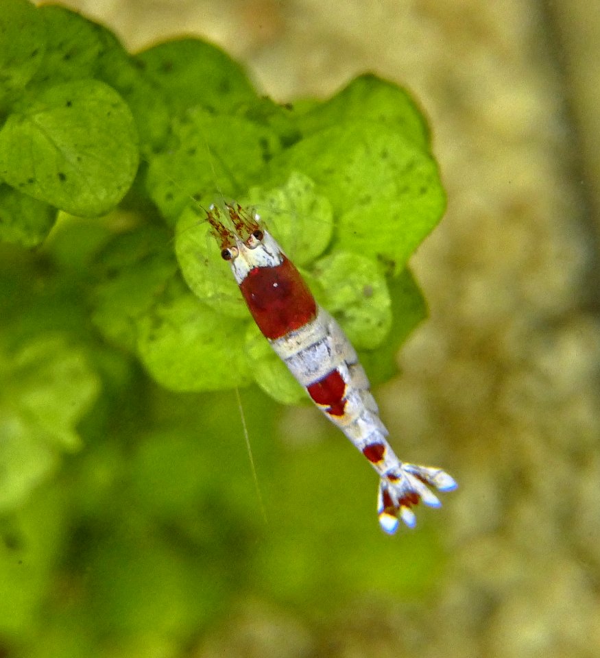 Caridina logemanni Red Bee