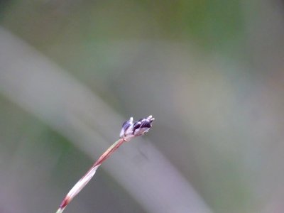 Carex eburnea 48388441
