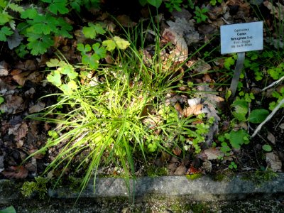 Carex ferruginea - Botanical Garden, University of Frankfurt - DSC02555