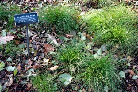 Carex appalachica - Brooklyn Botanic Garden - Brooklyn, NY - DSC07918