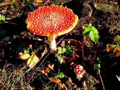 Mushroom forest autumn