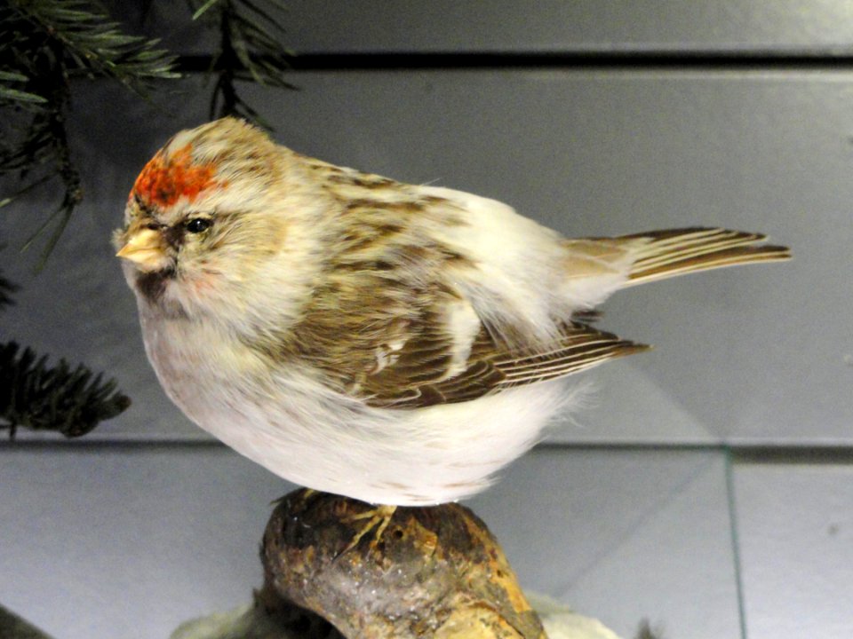 Carduelis hornemanni - Finnish Museum of Natural History - DSC04612