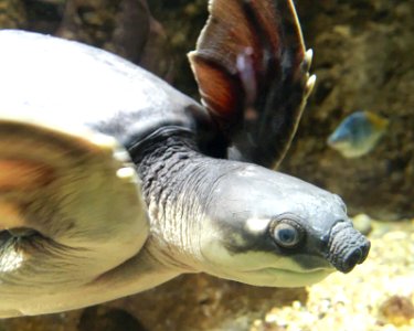 Carettochelys insculpta LA zoo photo