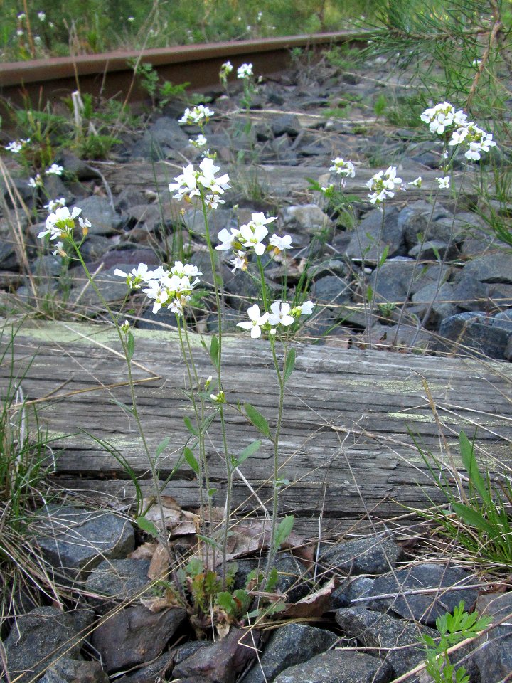 Cardaminopsis arenosa Oulu, Finland 26.05.2013