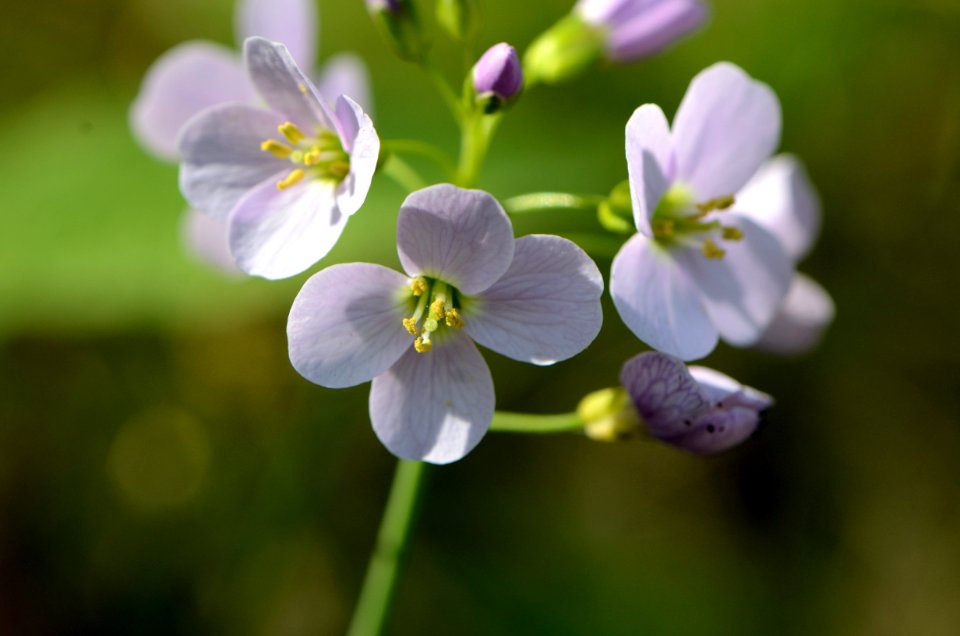 Cardamine pratensis Anthese