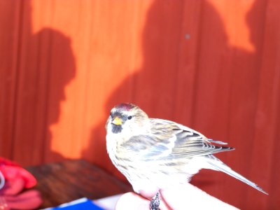 Carduelis flammea ringed by Landsort Bird Observatory-2