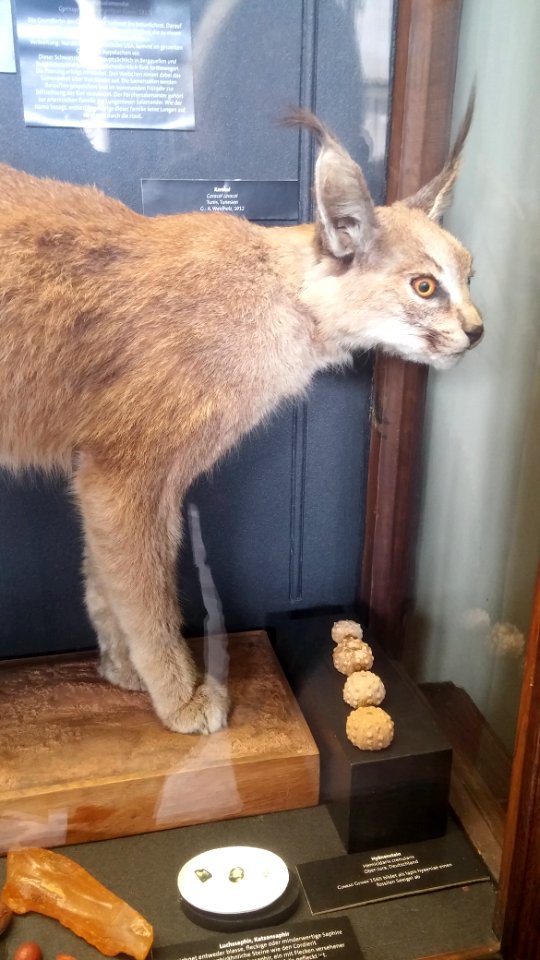 Caracal caracal - Naturhistorisches Museum, Wien, 22 April 2017