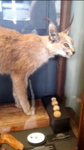 Caracal caracal - Naturhistorisches Museum, Wien, 22 April 2017
