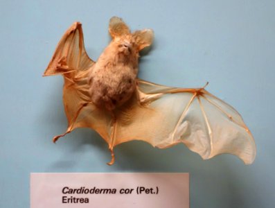 Cardioderma cor - Museo Civico di Storia Naturale Giacomo Doria - Genoa, Italy - DSC02562
