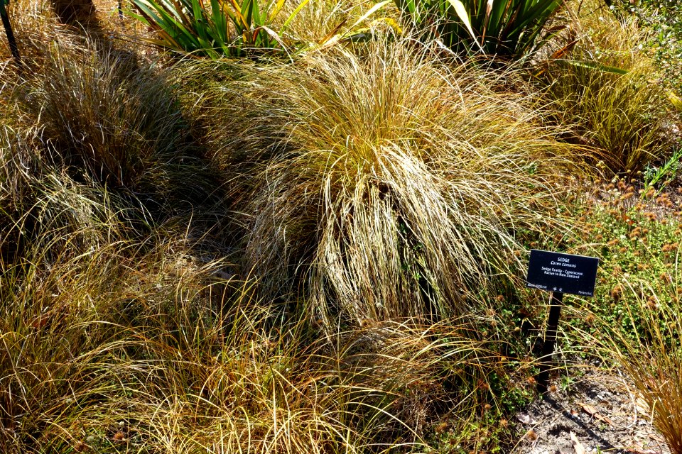 Carex comans - VanDusen Botanical Garden - Vancouver, BC - DSC07390