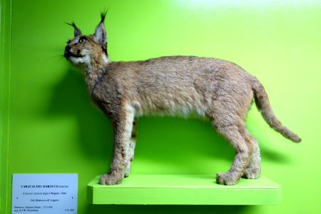 Caracal caracal algira - Museo Civico di Storia Naturale Giacomo Doria - Genoa, Italy - DSC02737