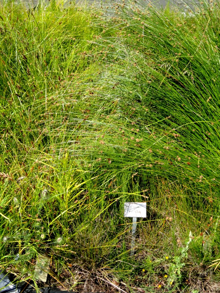 Carex capitata - Botanical Garden, University of Frankfurt - DSC02723