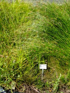Carex capitata - Botanical Garden, University of Frankfurt - DSC02723
