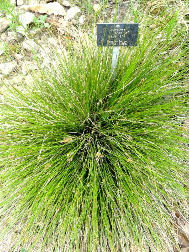Carex davalliana - Botanischer Garten Freiburg - DSC06453