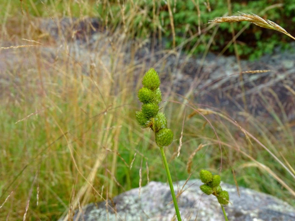 Carex cumulata 84757225