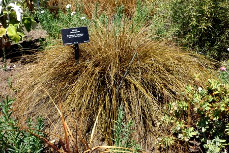 Carex comans - VanDusen Botanical Garden - Vancouver, BC - DSC07393